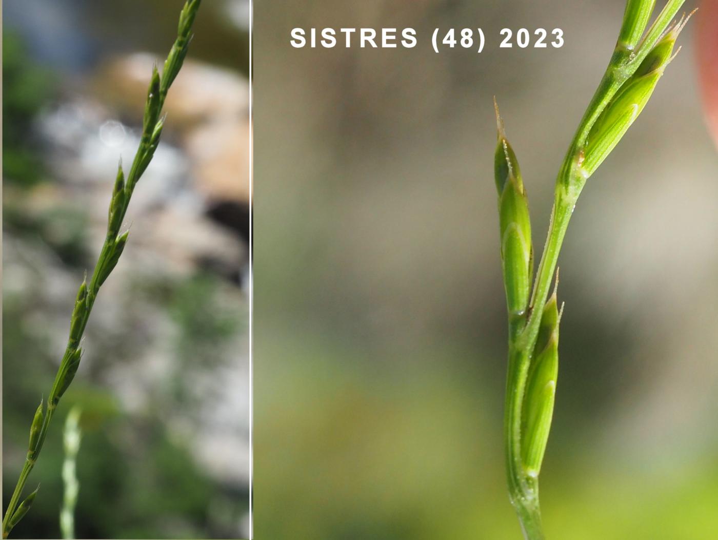 Fescue, Gravel flower